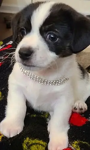 Name Jack Russell Dog Cairo