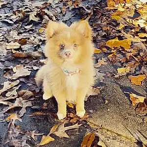 Name Pomeranian Dog Cane