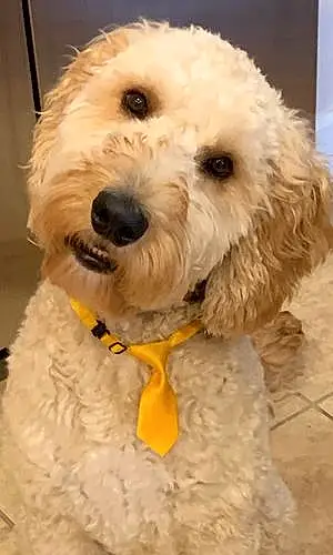 Name Goldendoodle Dog Duffy