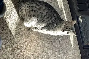 Egyptian Mau Cat Kuma