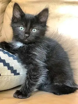 Oriental Longhair Cat Viggo