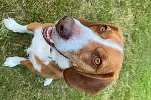 Name Beagle Dog Dodger