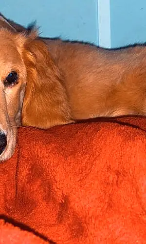 Name Goldendoodle Dog Benito