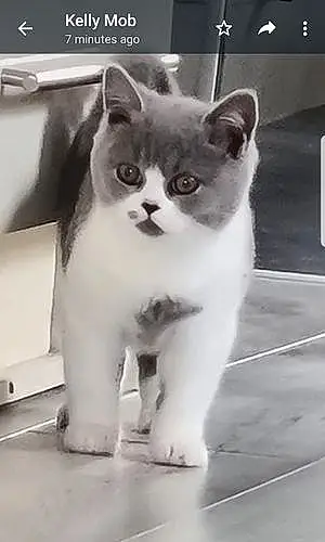 Name British Shorthair Cat Gray