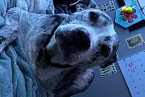 Name Pit Bull Terrier Dog Disco