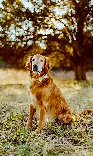 Name Golden Retriever Dog Barrett