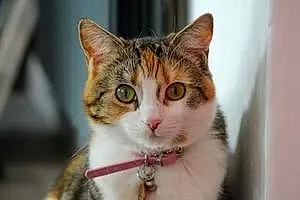 Name British Shorthair Cat Elton