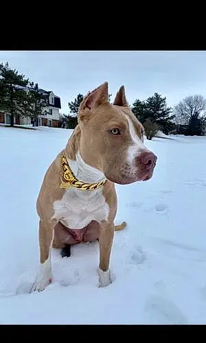 Name Pit Bull Terrier Dog Cassius