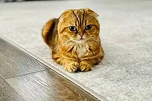 Scottish Fold Cat Leo