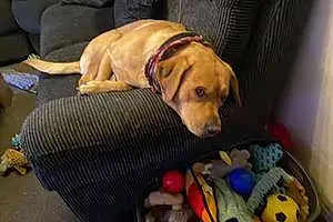 Name Labrador Retriever Dog Astro