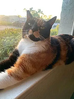 Name American Shorthair Cat Gato