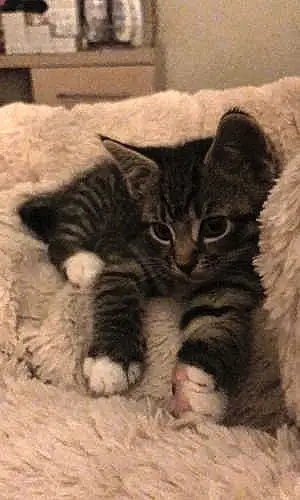 Name British Shorthair Cat Billie