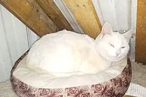 Oriental Longhair Cat Cotton