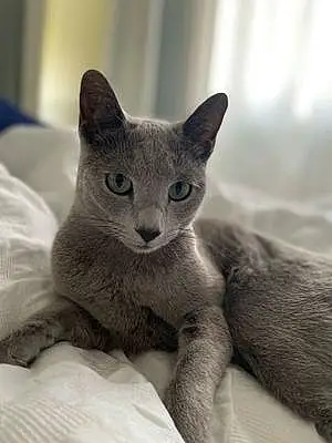 Name Russian Blue Cat Boe