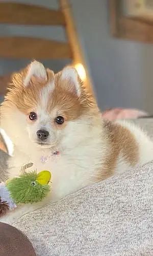 Firstname Pomeranian Dog Alfie