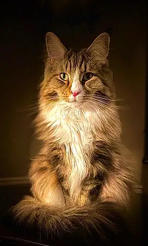 Name Maine Coon Cat Dinky