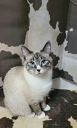 Name Burmese Cat Frost