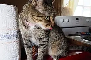 Egyptian Mau Cat Halfpint