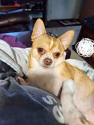 Name Chihuahua Dog Adrian