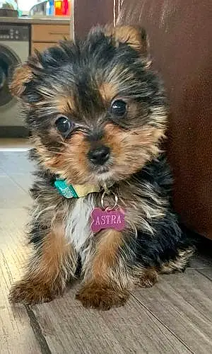 Name Yorkshire Terrier Dog Astra