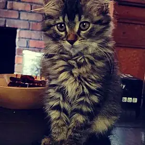 Name Maine Coon Cat Eliza