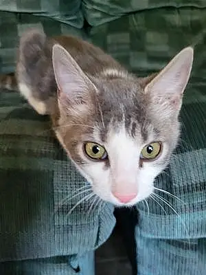 Name American Shorthair Cat Gray