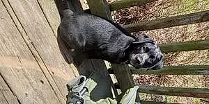 Name Labrador Retriever Dog Dillon