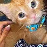Hair, Hand, Cat, Blue, Felidae, Carnivore, Ear, Small To Medium-sized Cats, Iris, Whiskers, Fawn, Eyelash, Snout, Tail, Furry friends, Electric Blue, Domestic Short-haired Cat, Paw, Pattern