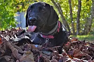 Name Labrador Retriever Dog Briar