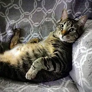 Name Bengal Cat Binx