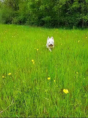 Firstname West Highland White Terrier Dog Alfie