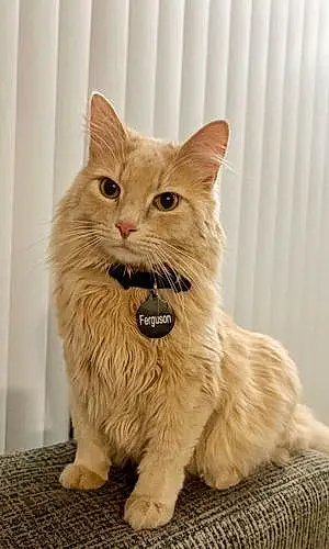 Name Cat Ferguson