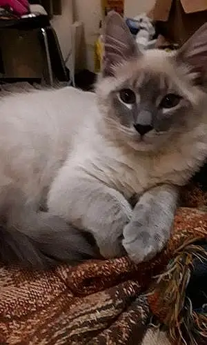 Egyptian Mau Cat Yeti Ready Jedi