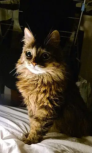 Name Siberian Cat Greta