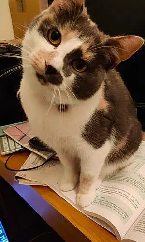 Name British Shorthair Cat Cally