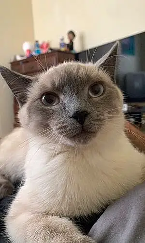 Name Siamese Cat Elton