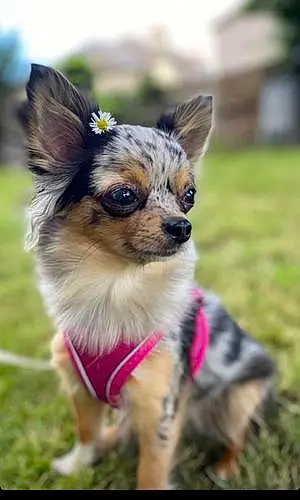 Name Chihuahua Dog Ceecee