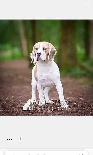 Name Beagle Dog Bertie