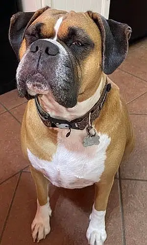 Boxer Dog Lucy