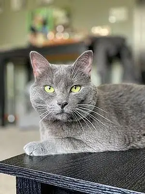 Name Russian Blue Cat Ashes