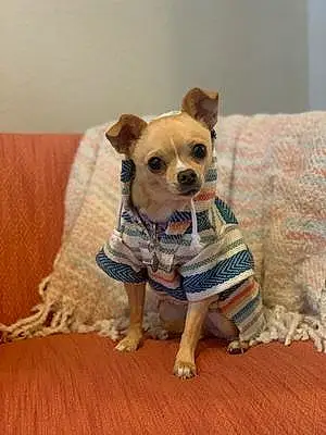 Chihuahua Dog Molly