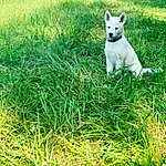Dog, Green, Carnivore, Dog breed, Plant, Grass, Grassland, Fawn, Companion dog, Groundcover, Meadow, Tail, Lawn, People In Nature, Working Animal, Pasture, Canidae, Natural Landscape