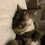 Cat, Eyes, Grey, Carnivore, Felidae, Comfort, Whiskers, Small To Medium-sized Cats, Tail, Paw, Domestic Short-haired Cat, Claw, Furry friends, Nap, Sleep