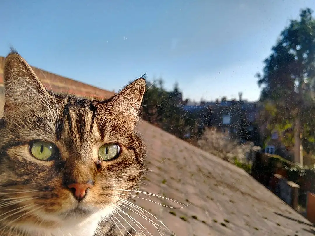 Sky, Cat, Plant, Window, Tree, Carnivore, Wood, Grass, Felidae, Small To Medium-sized Cats, Whiskers, Snout, Landscape, Domestic Short-haired Cat, Winter, Furry friends, Rock