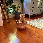 Brown, Plant, Property, Cat, Light, Cabinetry, Wood, Felidae, Flowerpot, Houseplant, Comfort, Carnivore, Lighting, Interior Design, Dresser, Small To Medium-sized Cats, Living Room, Wall