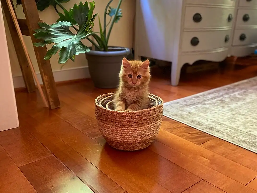 Brown, Plant, Property, Cat, Light, Cabinetry, Wood, Felidae, Flowerpot, Houseplant, Comfort, Carnivore, Lighting, Interior Design, Dresser, Small To Medium-sized Cats, Living Room, Wall