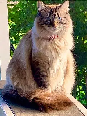 Firstname Maine Coon Cat Gracie