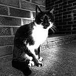 Cat, Black-and-white, Felidae, Carnivore, Grey, Style, Road Surface, Line, Small To Medium-sized Cats, Whiskers, Asphalt, Tints And Shades, Monochrome, Black & White, Tail, Grass, Water, Road, Human Leg