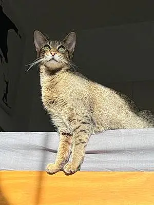Name Savannah Cat Deja