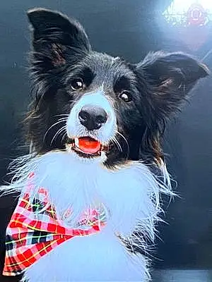 Firstname Border Collie Dog Molly